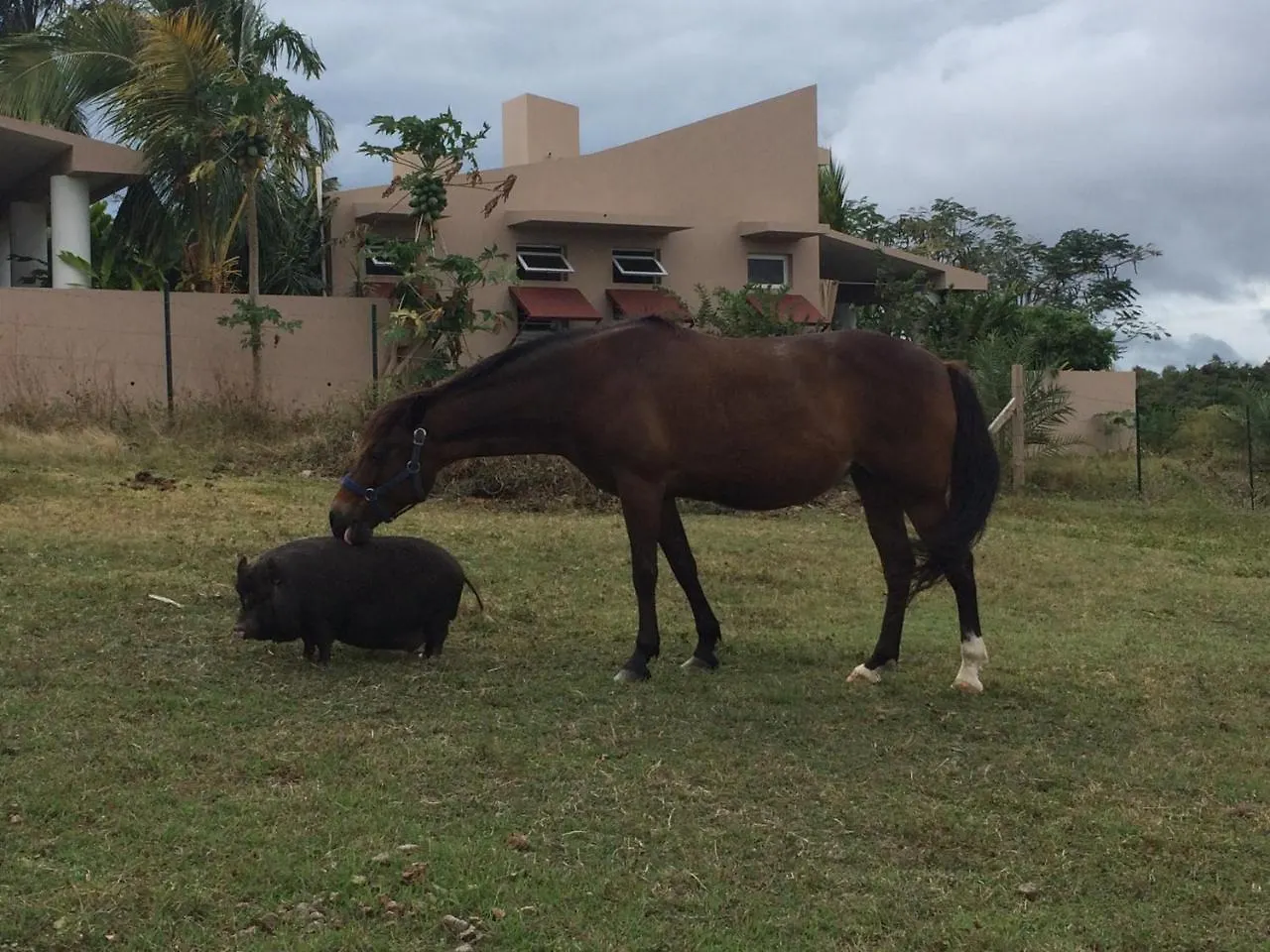 4 Casitas Bed and Breakfast Cabo Rojo 0*,  Puerto Rico