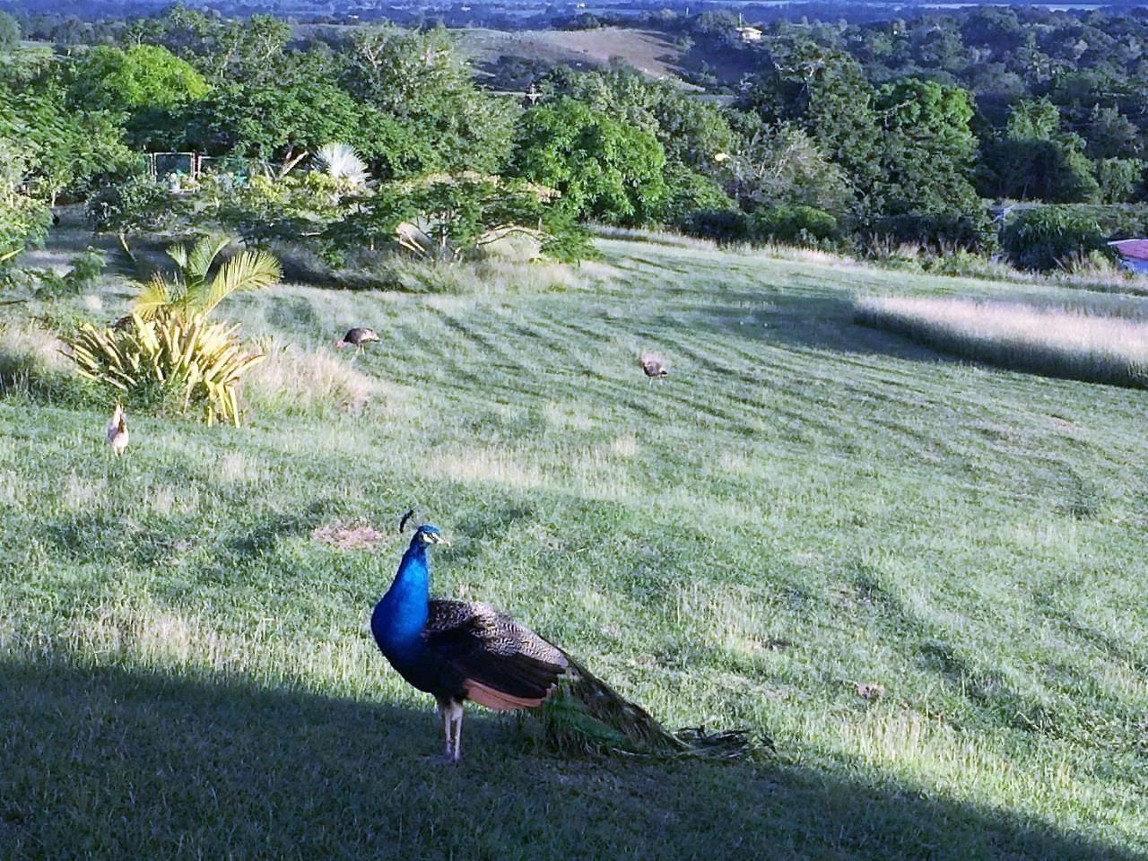 Bed & Breakfast 4 Casitas Bed and Breakfast Cabo Rojo